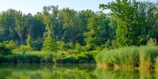 The River Danube in Austria - the sky is blue and the trees by the river are reflected in the water. Image by Simlinger via Shutterstock.